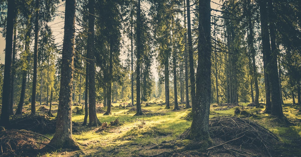 tranquil forest with lush greenery and towering trees in budureasa romania