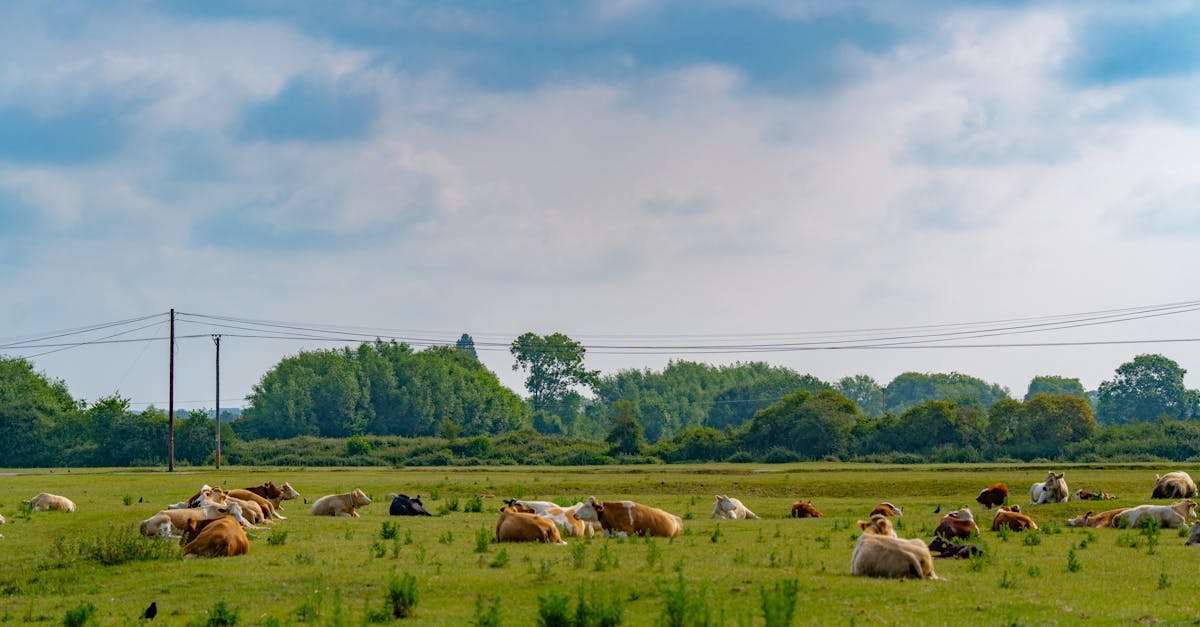 tranquil scene of cattle grazing in a lush green field under a cloudy sky in rural england 1