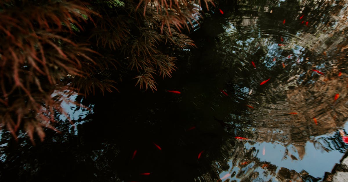 tranquil scene of koi fish swimming in a pond with gentle ripples and surrounding foliage