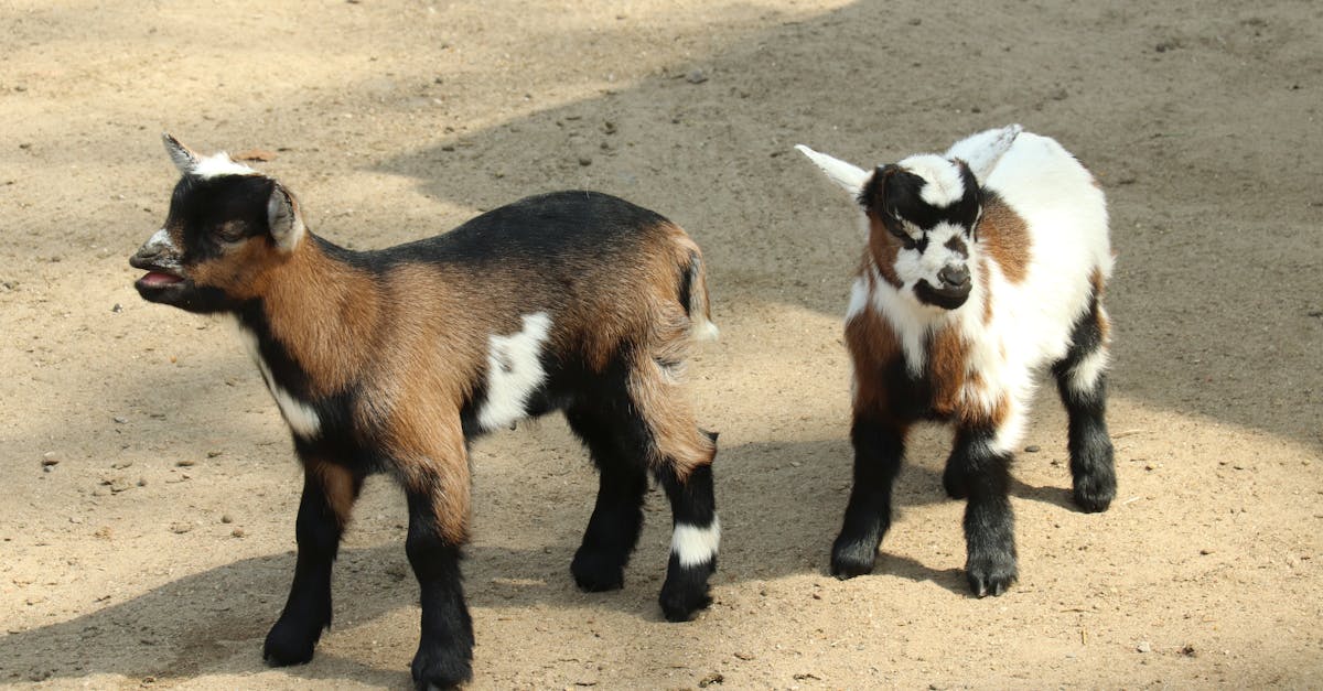 two adorable baby goats frolic on a sandy farm in rosengarten germany capturing the essence of far