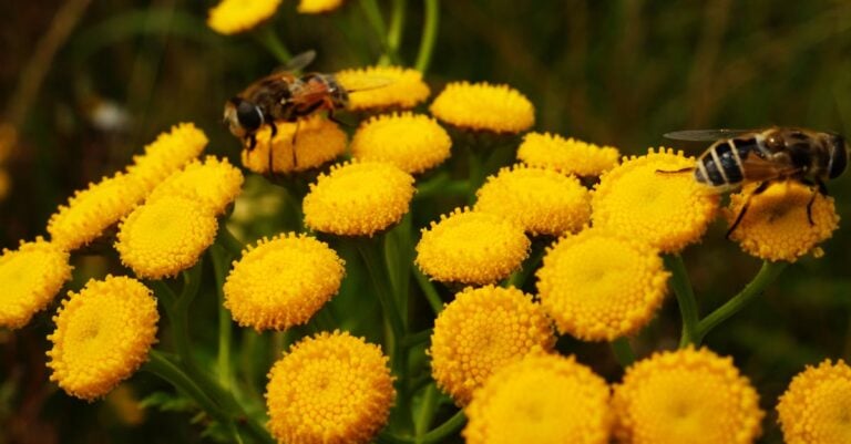 5 Best Tansy Plants for Deterring Insects in Poultry Coops Without Chemicals