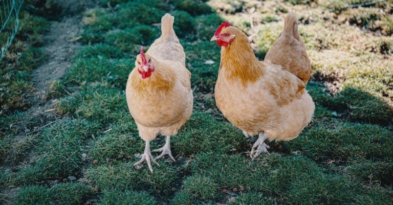 7 Best Poultry Breed Guides for Choosing Chickens for First-Year Success