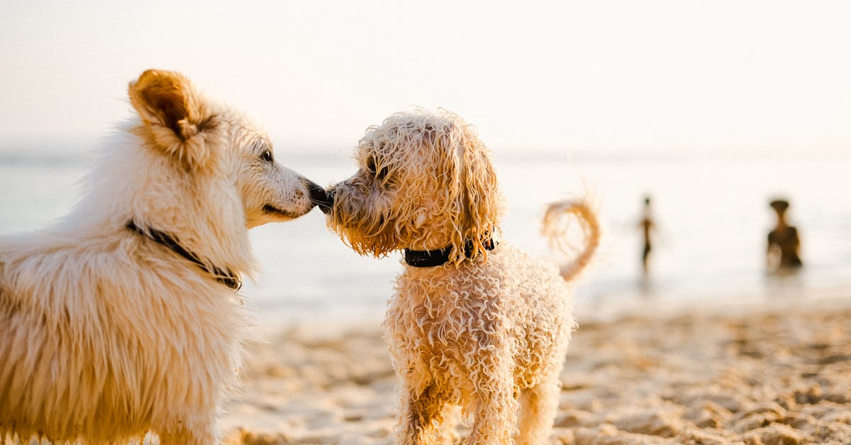 two cute dogs meet on a sunny beach with people in the background
