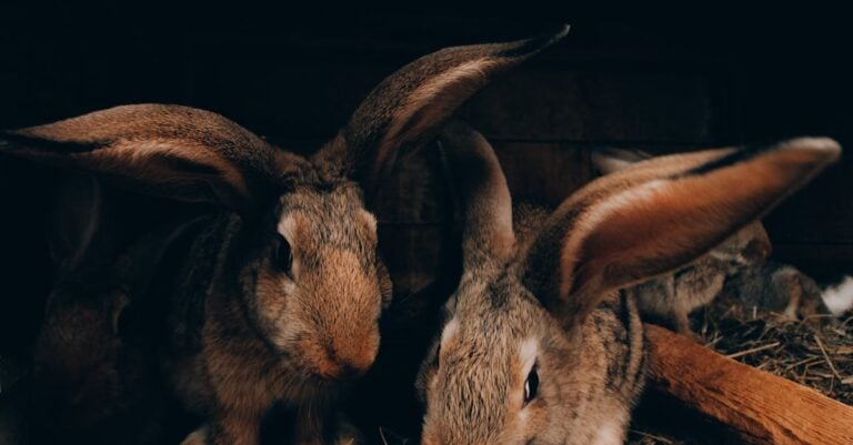 6 Best Timothy Hay Pellets for Sensitive Rabbits Indoors That Prevent Digestive Issues