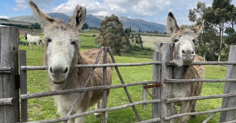 5 Best Livestock Gate Hinges for Easy Operation That Last Decades