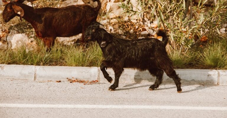 4 Best Goat Hoof Trimmers for Beginners That Prevent Common Issues