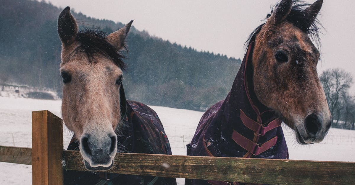 two horses in winter coats standing by a wooden fence in a snowy farm setting