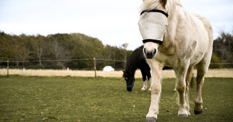 3 Best UV Protective Fly Masks for Horses with Pink Noses That Prevent Sun Damage