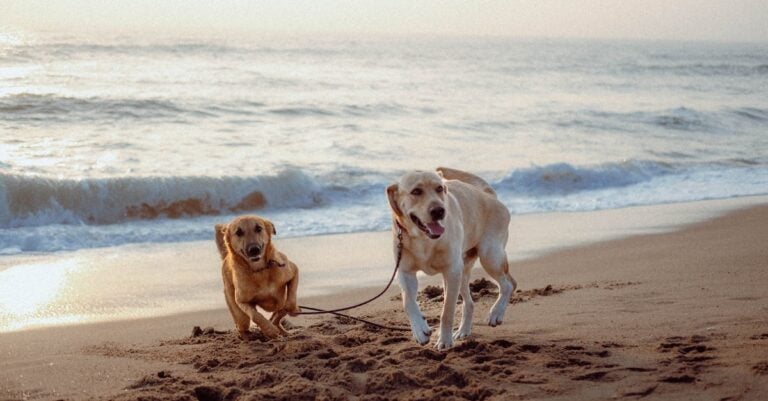 5 Best Calming Remedies for Dogs with Motion Sickness on Farms That Work Naturally