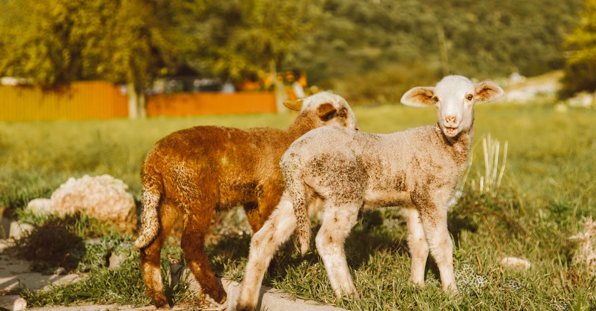 two lambs standing on green grass in a scenic outdoor setting captured in daylight