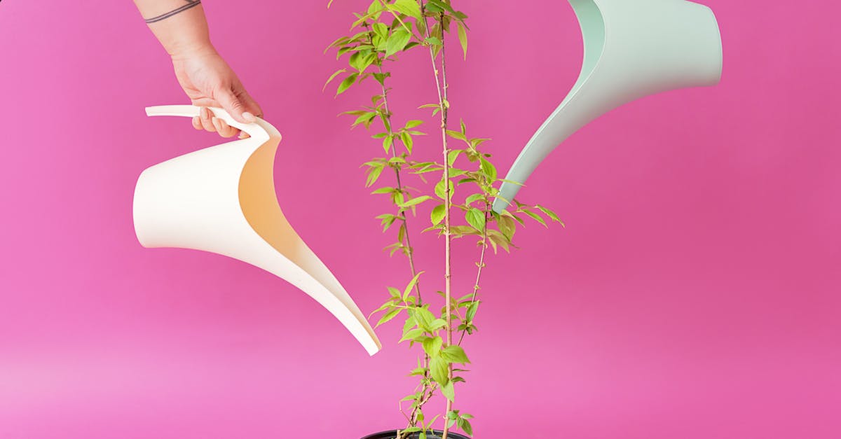 two people using stylish watering cans to nurture a potted plant against a vibrant pink background 1