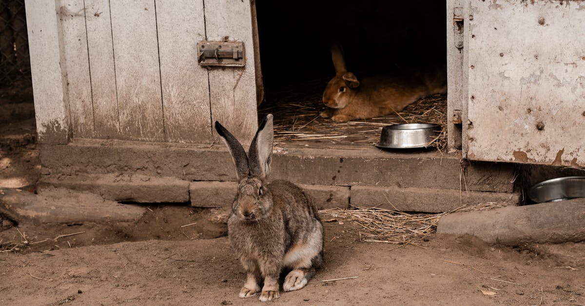 two rabbits in a cozy outdoor hutch one outside and one relaxing inside
