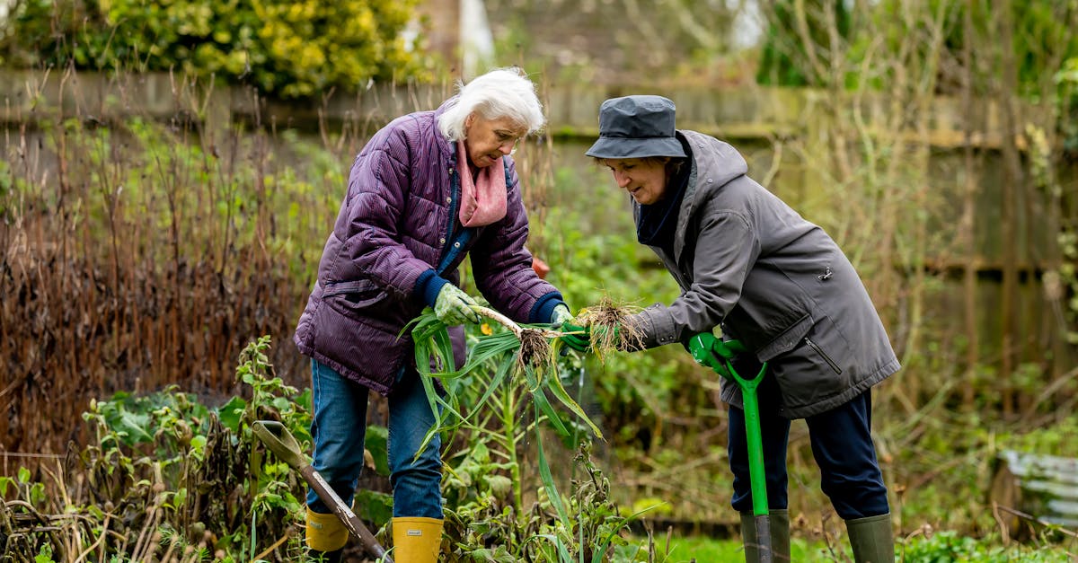two senior women enjoying gardening together outdoors in a lush garden setting