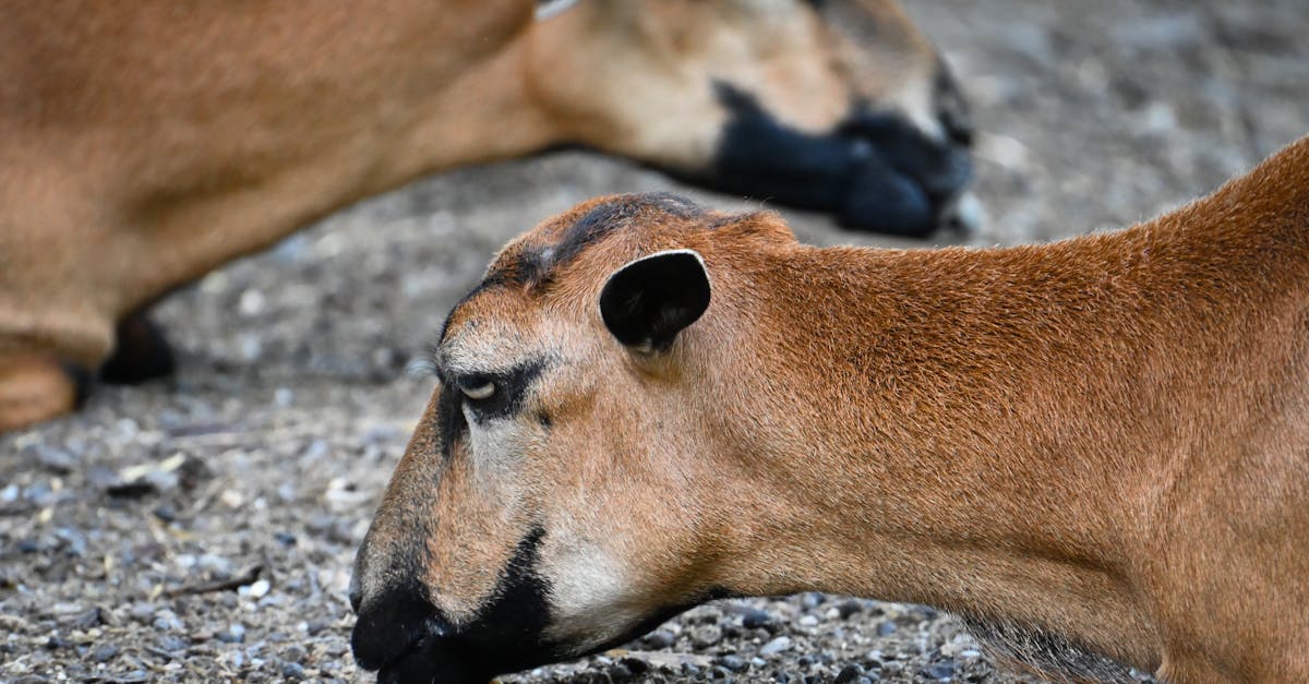 two sheep resting on a gravel ground showcasing natural