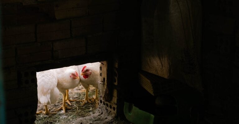5 Best Chicken Coop Misters for Cooling Chickens in Summer Heat