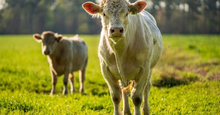 7 Best Eco Friendly Marking Paint for Rotational Grazing Without Chemicals