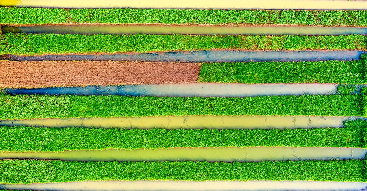 vibrant aerial shot of lush rice terraces showcasing the agricultural beauty of indonesia s landscap