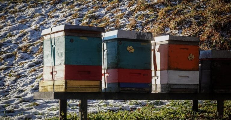 3 Best Hive Wraps for Beehives in Cold Climates That Prevent Winter Loss