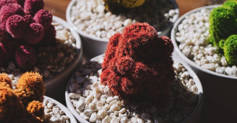 6 Best Decorative Pebbles for Container Gardening That Transform Small Spaces