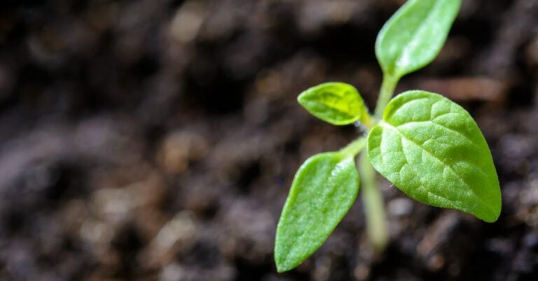 4 Best Aphid Traps for Organic Tomato Plants Without Chemicals