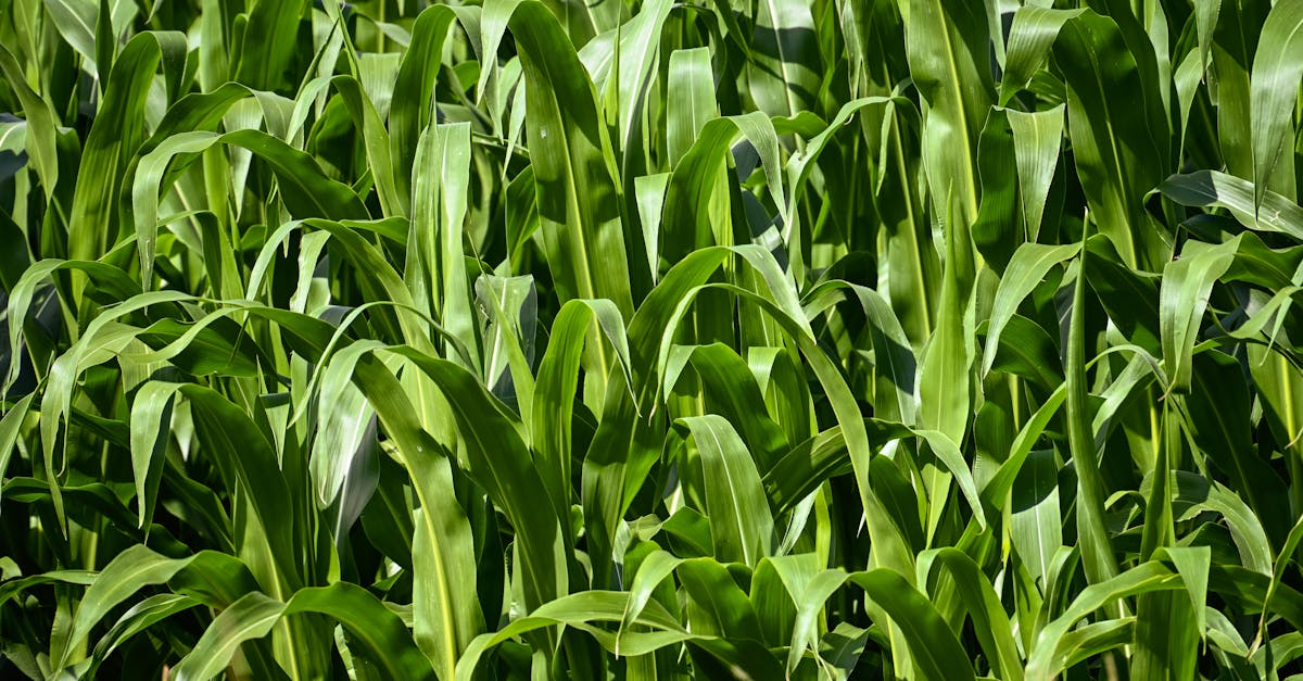 vibrant green corn plants in a thriving rural field under bright sunlight 1
