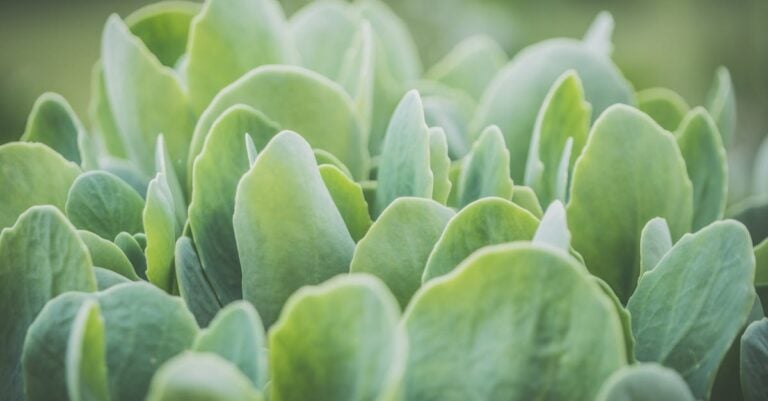 7 Best Soil Micronutrient Testers for Overall Plant Health That Prevent Common Issues