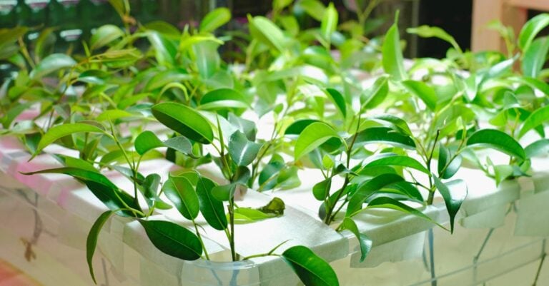 5 Best Greenhouse LED Grow Lights for Specific Plants That Maximize Yields
