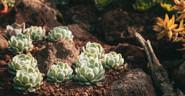6 Best Low Maintenance Succulents for Rock Gardens That Thrive Solo