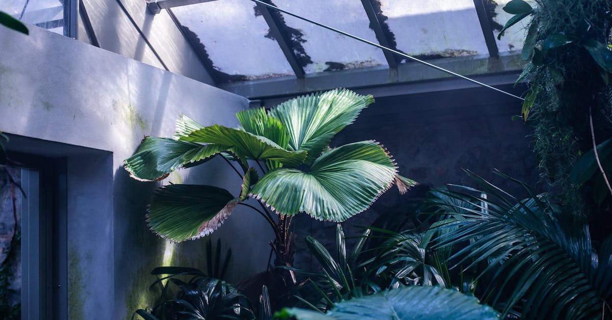 vibrant tropical plants inside a sunlit greenhouse showcasing rich green foliage