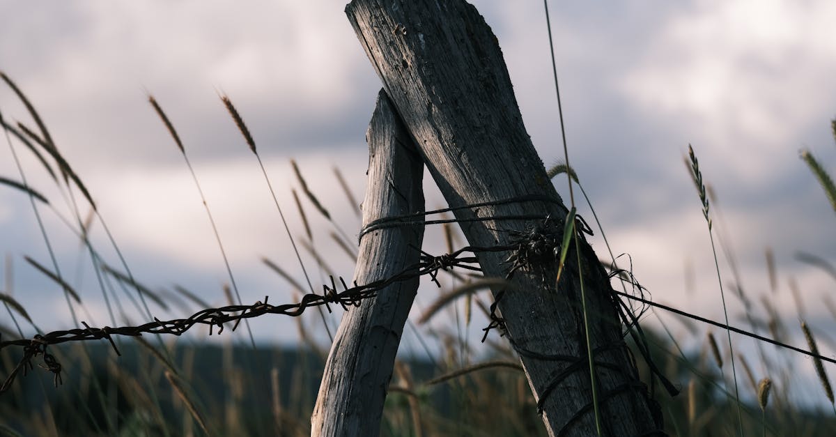 weathered wooden posts entwined with barbed wire in a samsun field