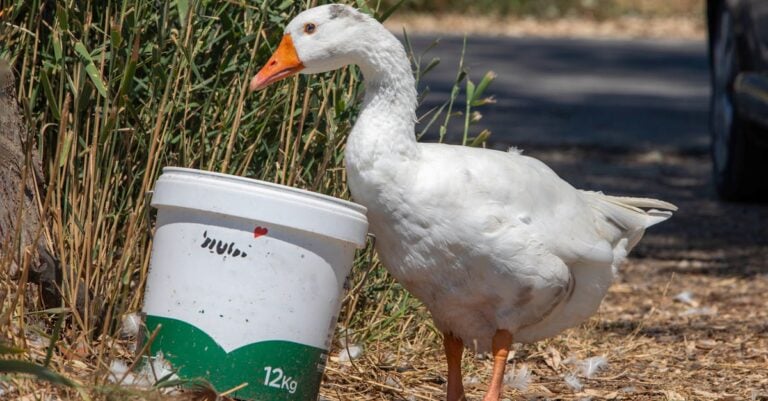 6 Best Bucket Deicers for Poultry That Prevent Winter Losses