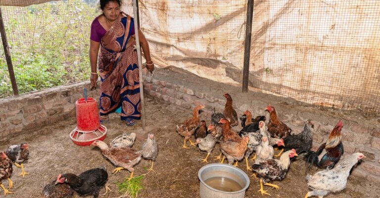 7 Best Chicken Tractor Covers That Protect Year-Round