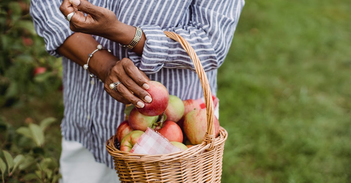 woman harvesting apples in a rural orchard showcasing organic farming and sustainability