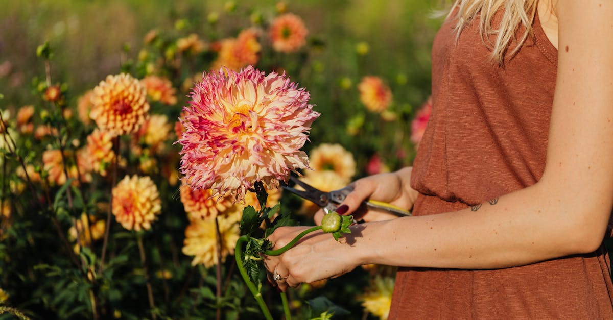 woman trimming vibrant dahlias in a sunny garden showcasing gardening beauty