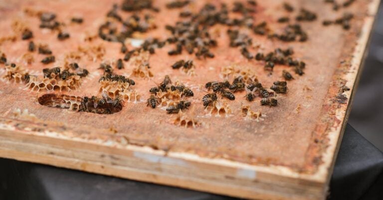 3 Best Respirators for Beekeeping and Hive Maintenance That Protect Your Health