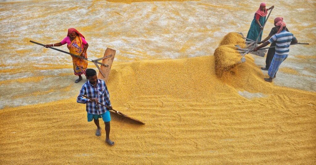 workers in colorful attire drying grain under the sun in an outdoor setting in india showcasing tra